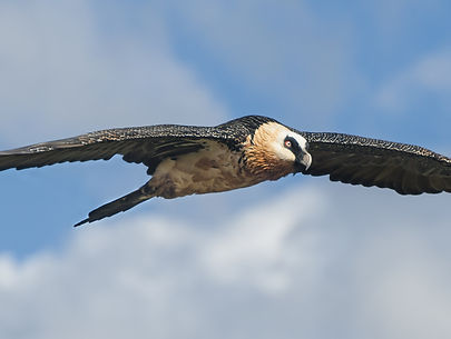 Bearded vulture (Gypaetus barbatus), als