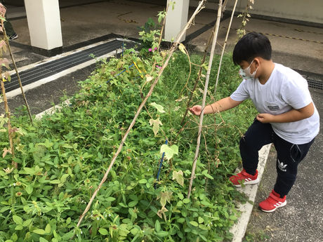 １年生　あさがおの種の観察＆収穫