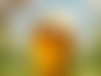 Birra e digeribilità: sfatiamo i miti e scopriamo la verità