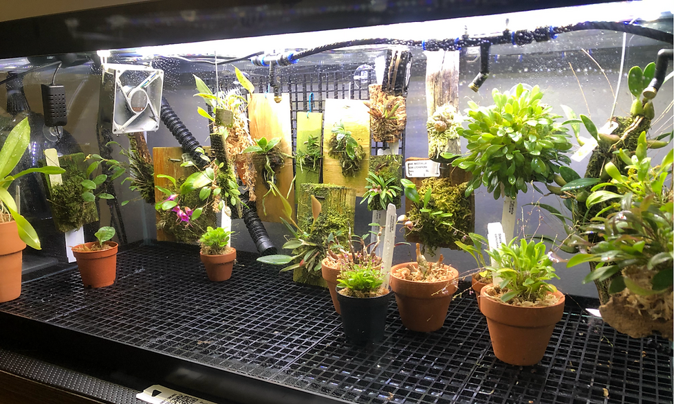 Orchids, growing plants