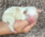 puppy1
