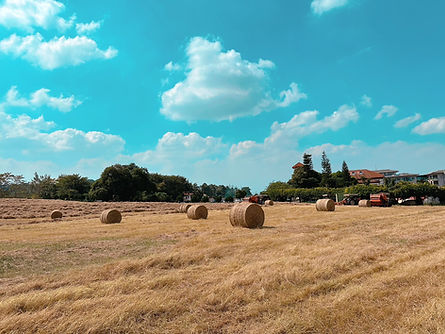 走馬瀨農場_Source: 走馬瀨農場