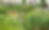 SuDs-web-project.png