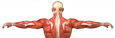 Upper Back Muscle Structure