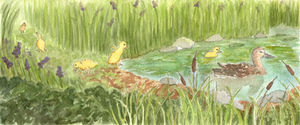 Pond Life - Ducklings