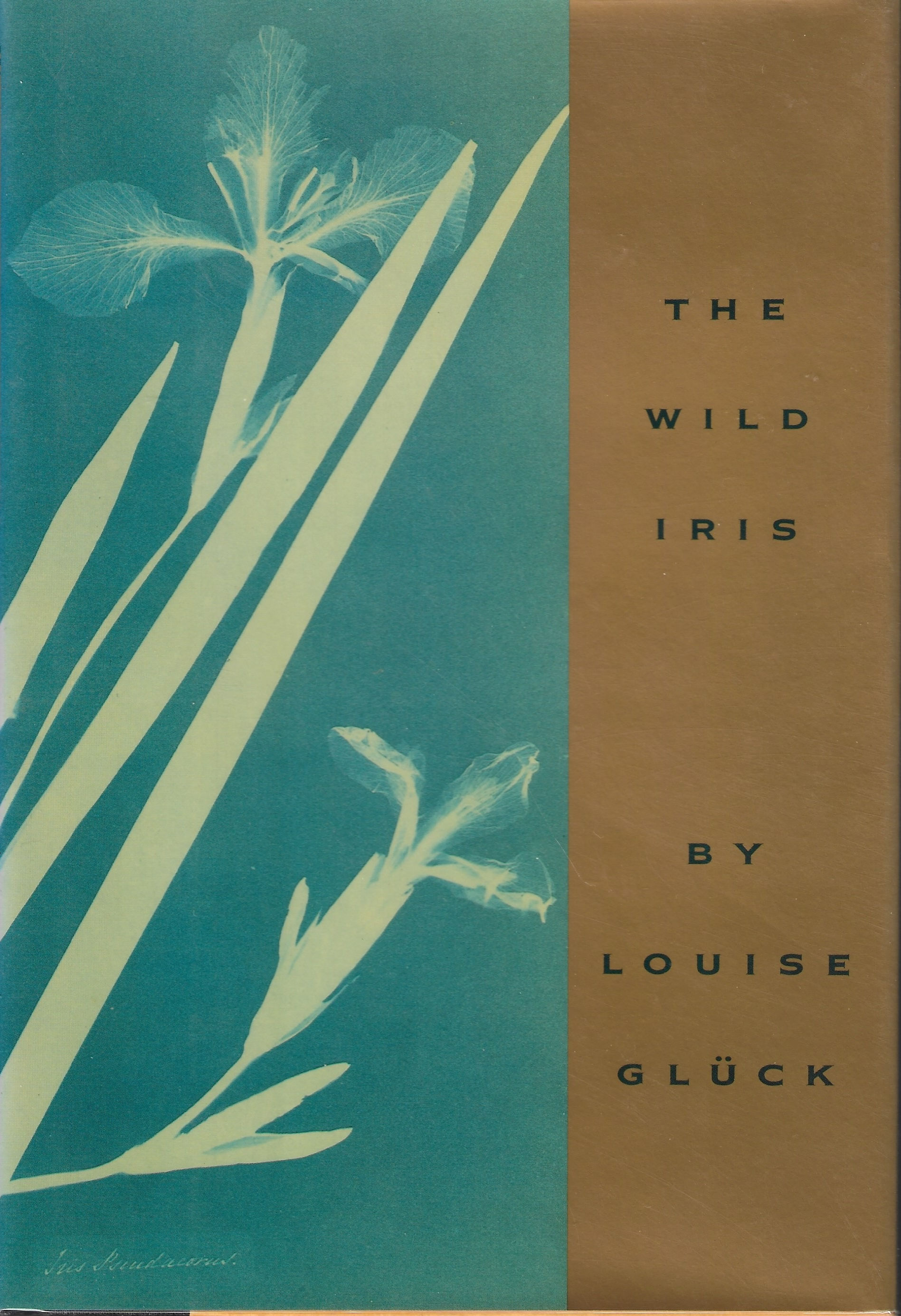 The Wild Iris