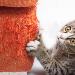 We can help with behavioral issues