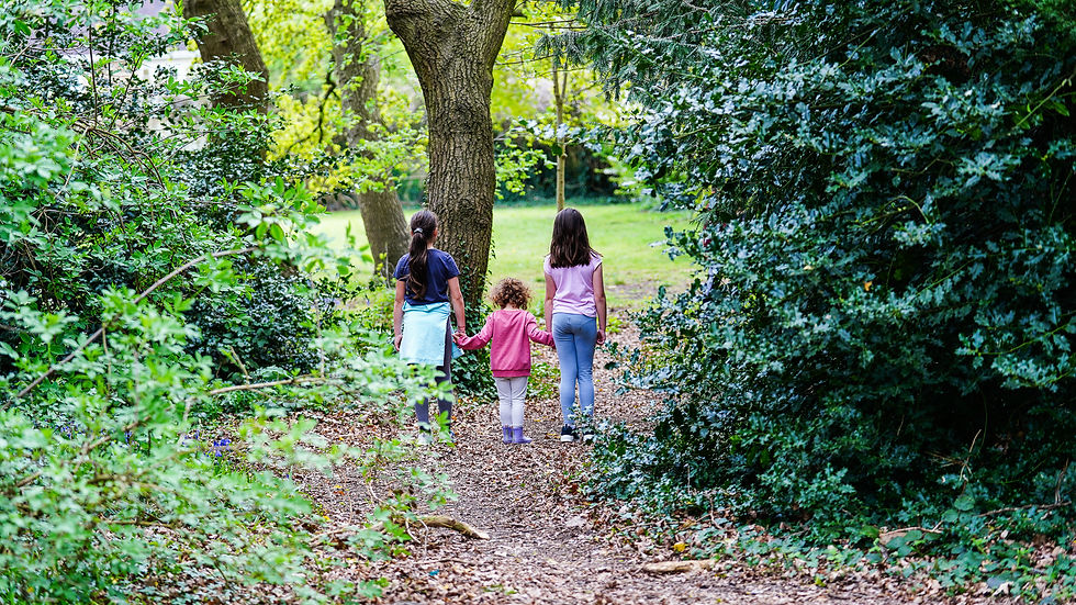 High angle view of a woodland path surrounded by trees