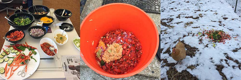 Food Waste & Chickens