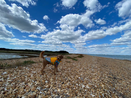 Rally BBQ at Newtown Creek