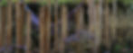 palen border_edited.jpg