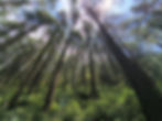 Our field site in Devalsari was set in the midst of an incredible deodar forest. Photo by Samuel John