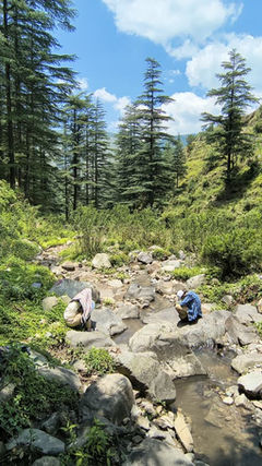 Looking for Spiders in the Montane Forests of Devalsari