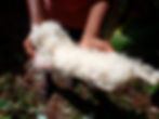 The cotton obtained from the kapok tree is called Java cotton/Silk-cotton or samauma. Photo: Sarah A.