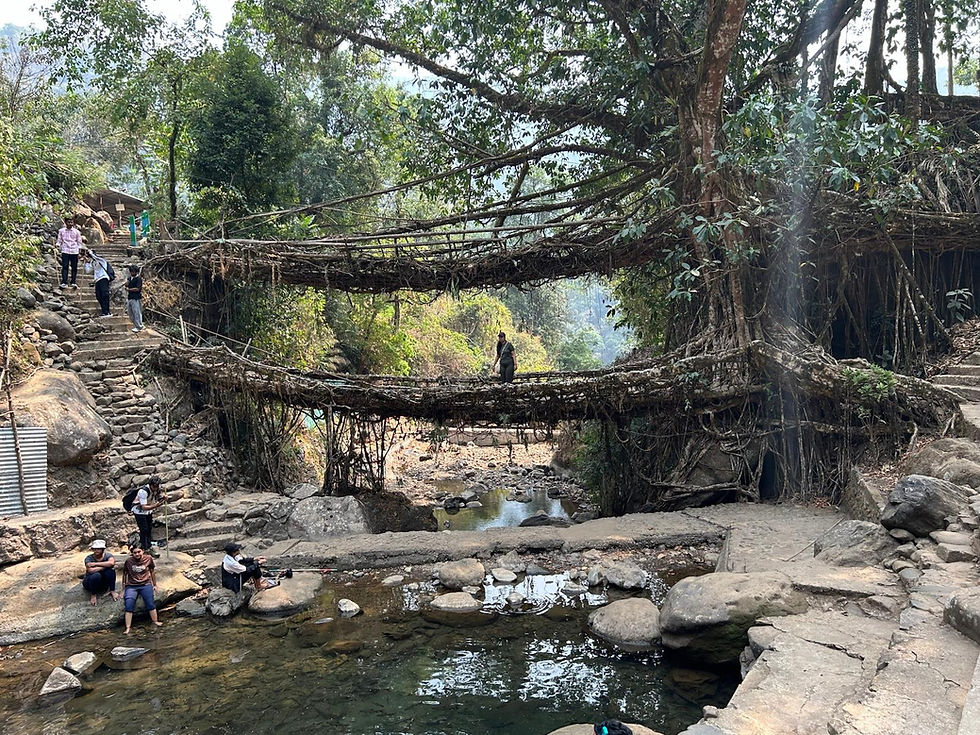 A recent view of the double-decker root bridge at Nongriat in the East Khasi Hills of Meghalaya. Estimated to be around 200 years old. March 2026. Photo by Krishanu Baruah.