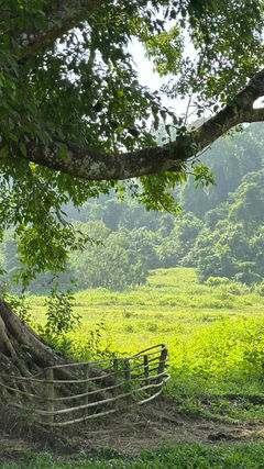 Mayabunder Through Web-Builders, Active Hunters and In-Betweeners!