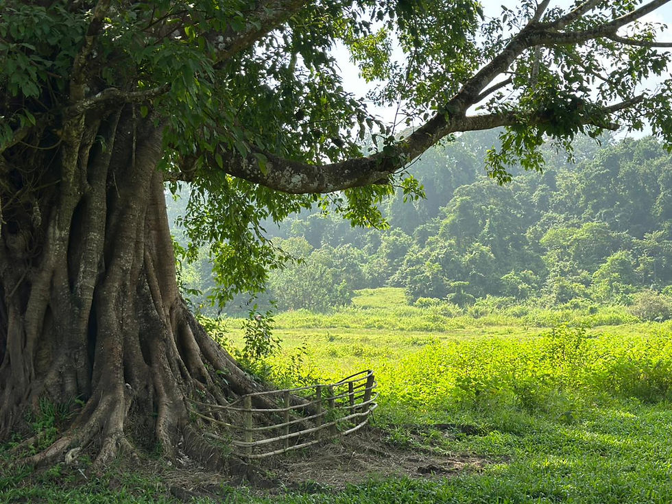 Mayabunder Through Web-Builders, Active Hunters and In-Betweeners!