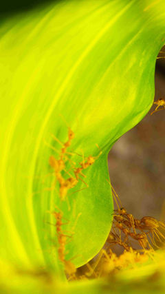 The Imitation Game: Does a jumping spider in the Andamans chemically mimic weaver ants?