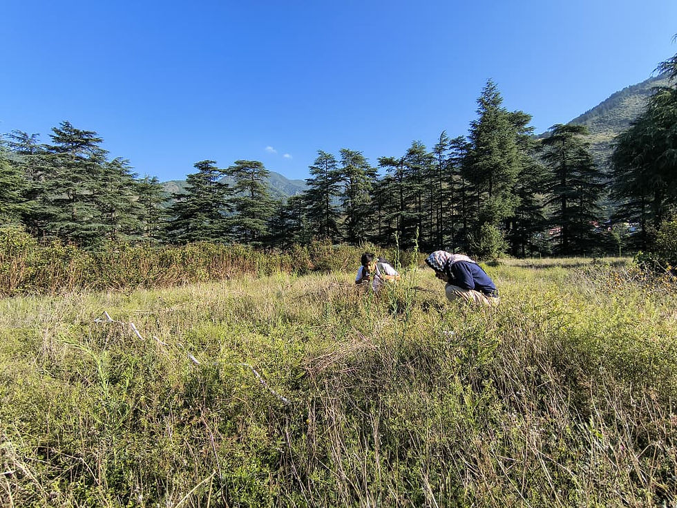 Sneha and Lalit patiently search their 3X3m grassland plot for spiders. Photo by Samuel John