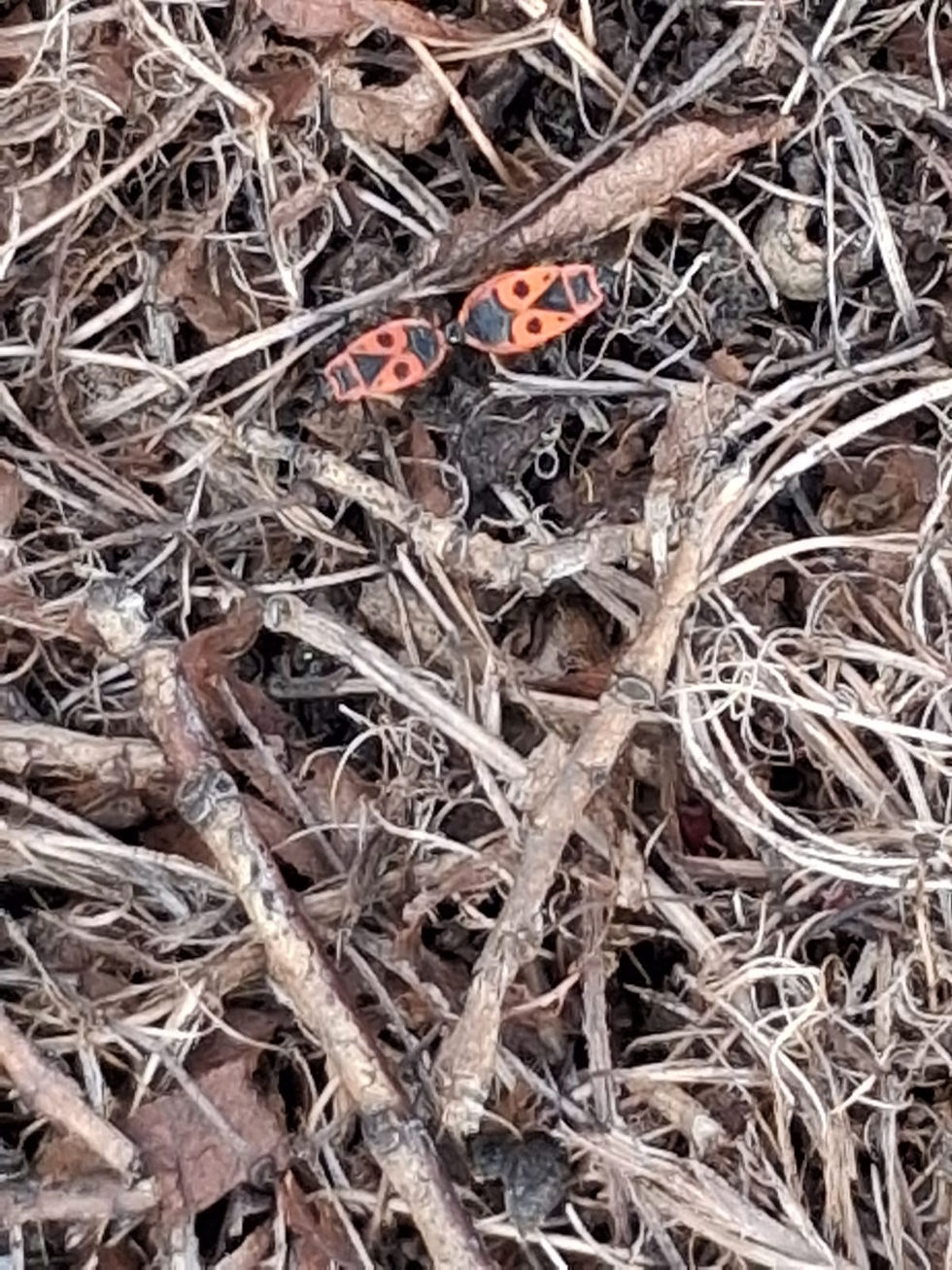 European firebugs under a hedge in Lowestoft. Photo by Lakshmi Williams.