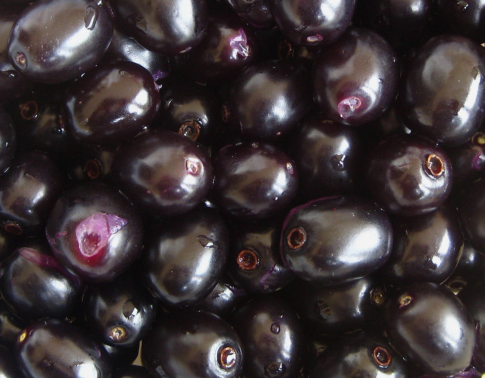By Ton Rulkens - Syzygium cumini - fruits, CC BY-SA 2.0, https://commons.wikimedia.org/w/index.php?curid=24102421