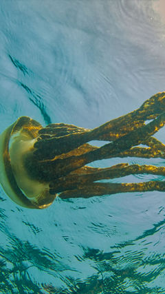 The Day We Saw a Rasta Jelly