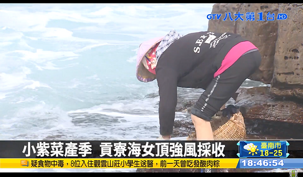 八大民生新聞:小紫菜產季 貢寮海女頂強風採收.png