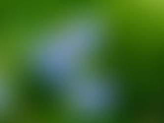 El arándano azul estimula la creación de colágeno