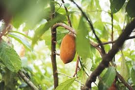 Árbol de cupuaçu con su fruto