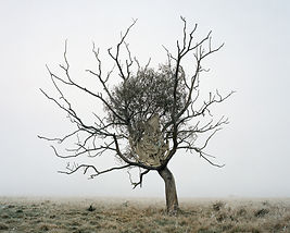 Päiväläinen_Crack willow.jpeg