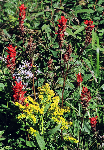 Wildflower by Ronald C Cherlet content media