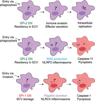 Bacterial virulence across a shifting host landscape