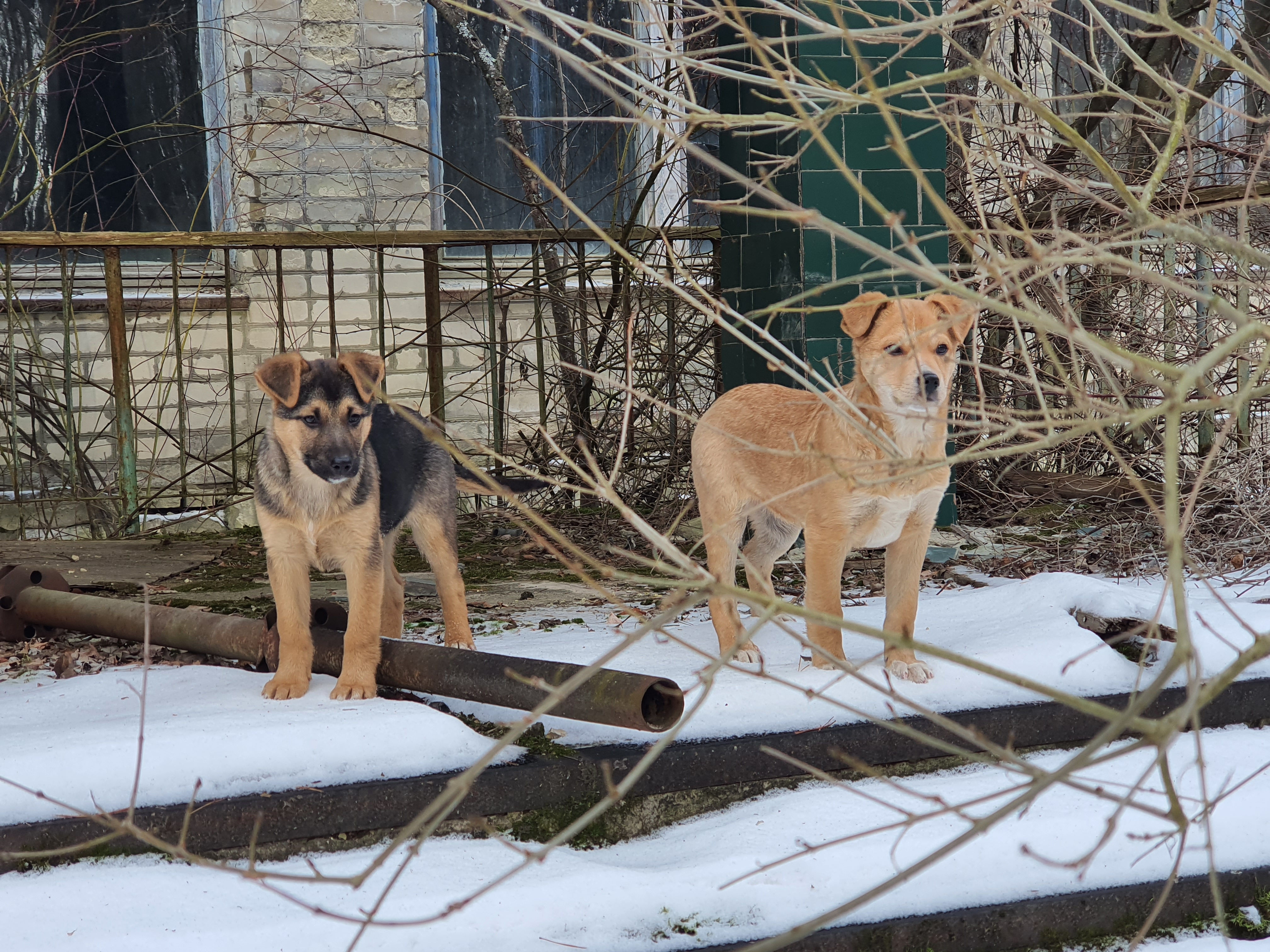 Chernobyl January 2022