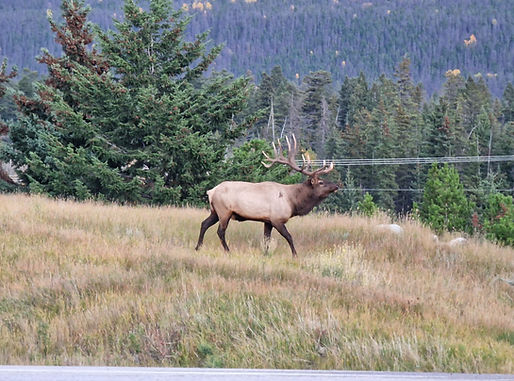 Whistler's Campground Male Elk Bull