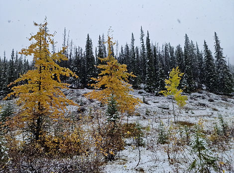 The only road to Maligne Lake