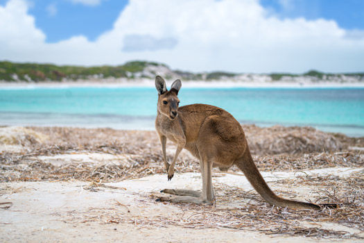 kangaroo-lucky-bay-cape-le-grand-national-park