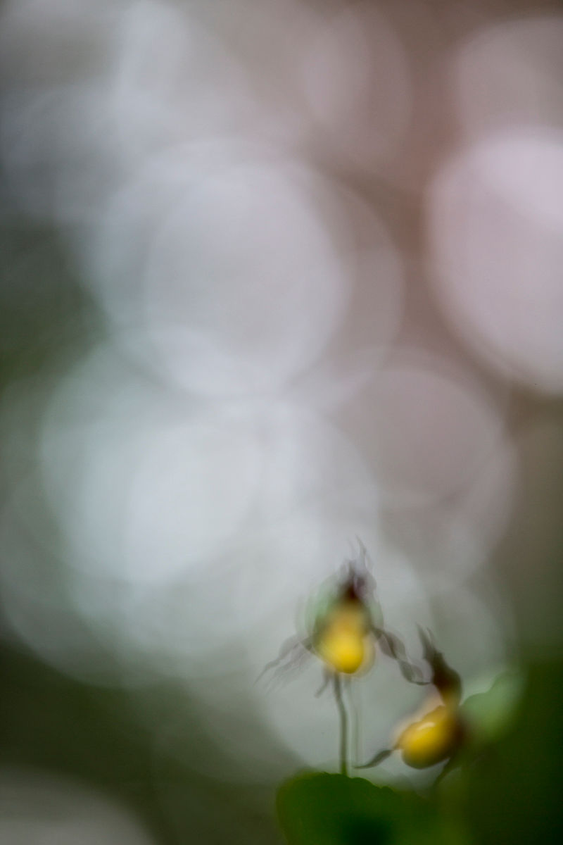 Orchideenworkshop-12