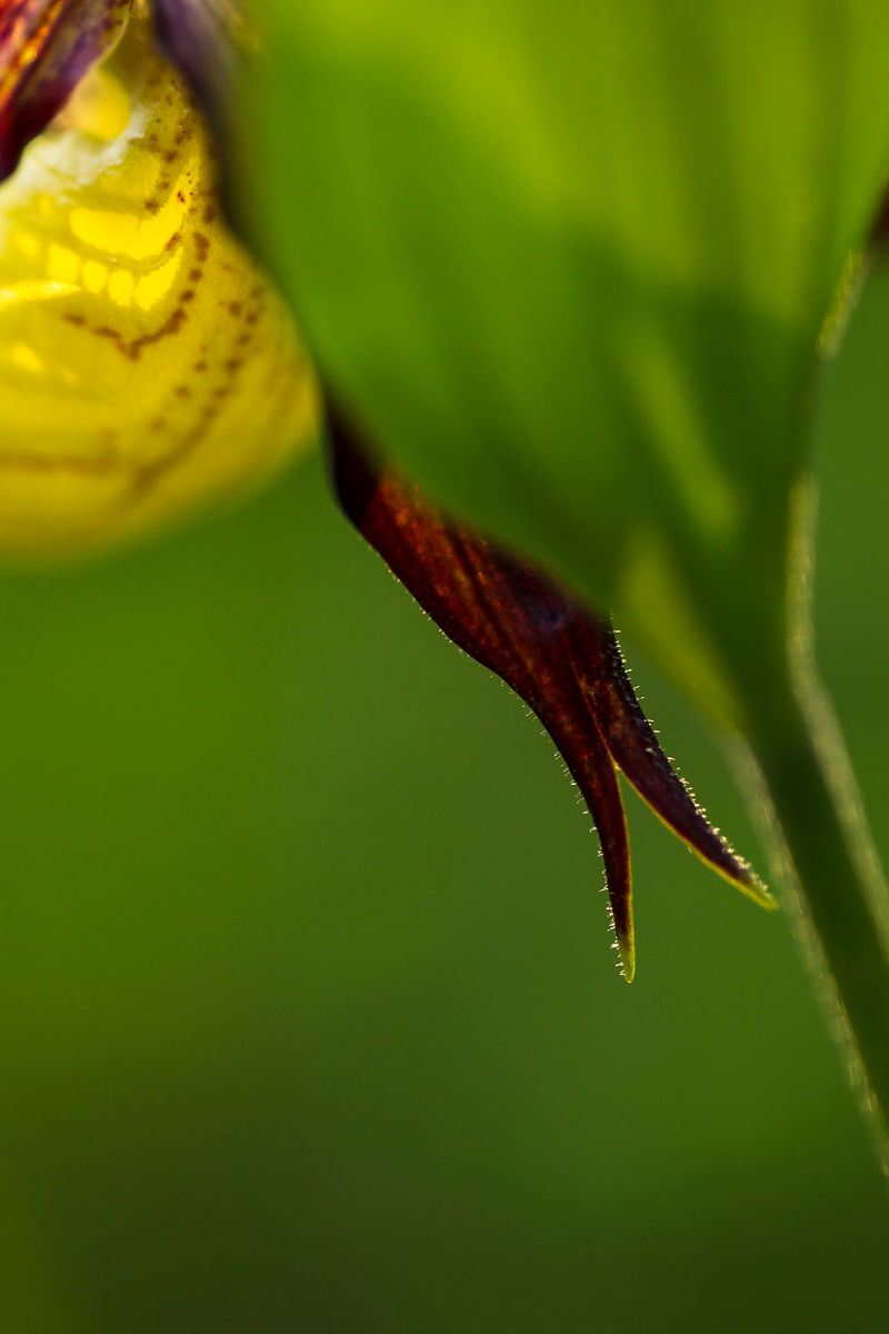 Orchideenworkshop-11