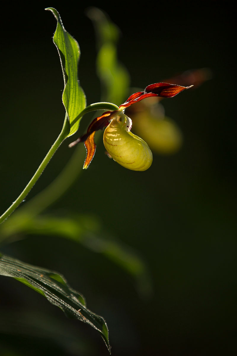 Orchideenworkshop-8