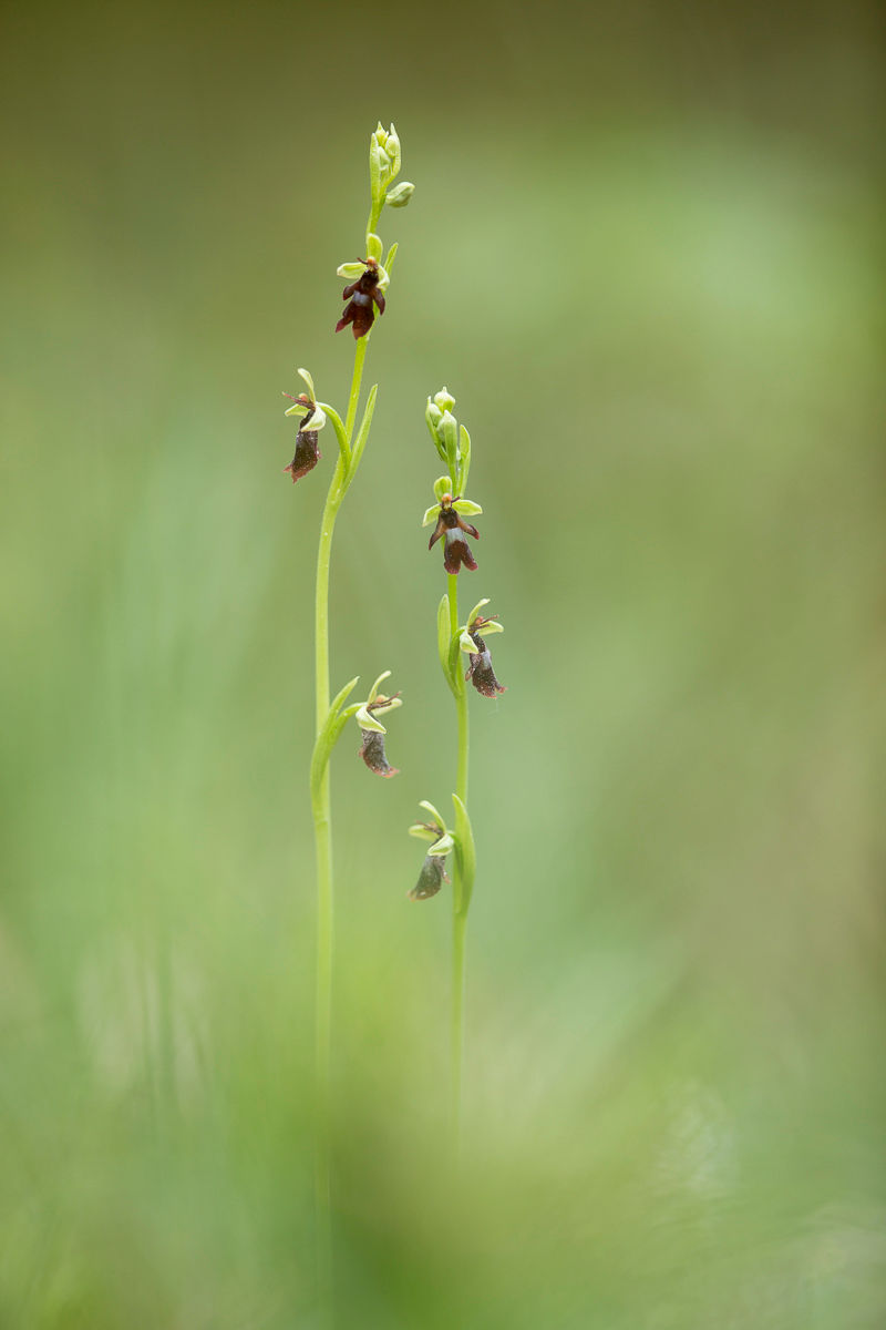 Orchideenworkshop-4