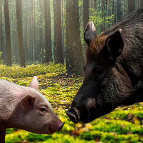 ARRONCHES – Município alerta para a peste suína africana