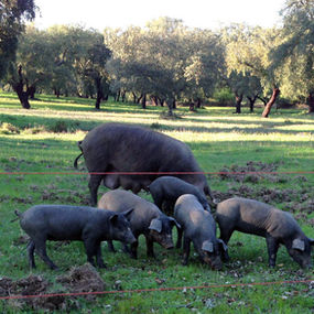 Arronches - 1.º Festival ‘Saberes e Sabores do Porco Alentejano’