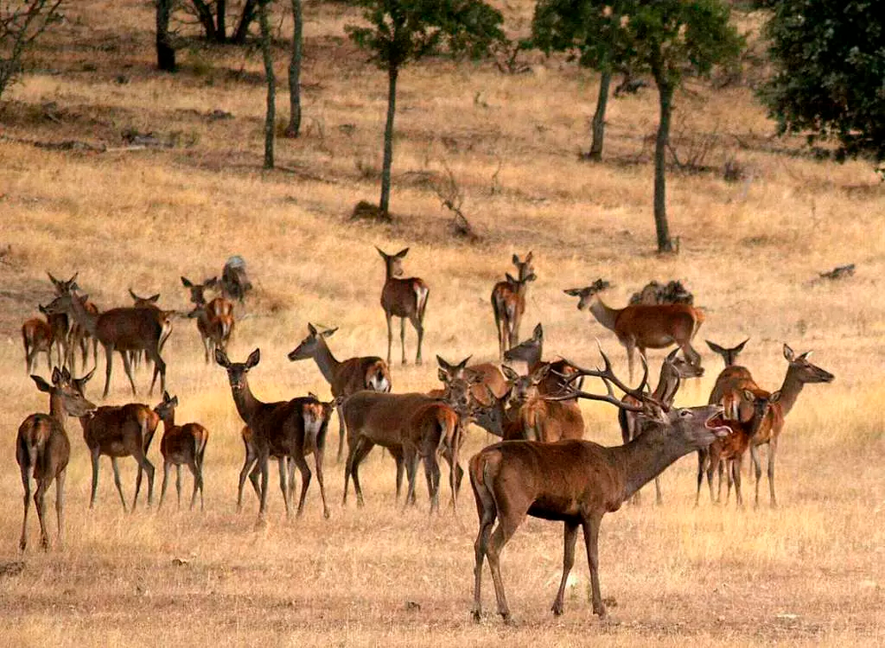 Die Hirschbrunft erreicht die Extremadura
