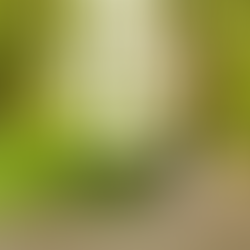 Dia Mundial da Árvore e da Floresta - Caminhada pela Floresta