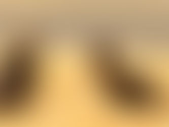 População de abutre-preto cresceu timidamente em 2025. Sucesso reprodutor diminuiu.