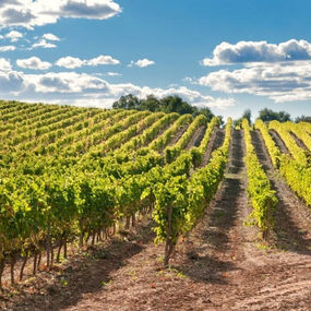 GNR e IVV assinam Protocolo para reforçar a fiscalização no Setor Vitivinícola