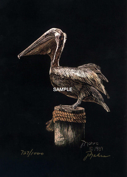 Pelican
