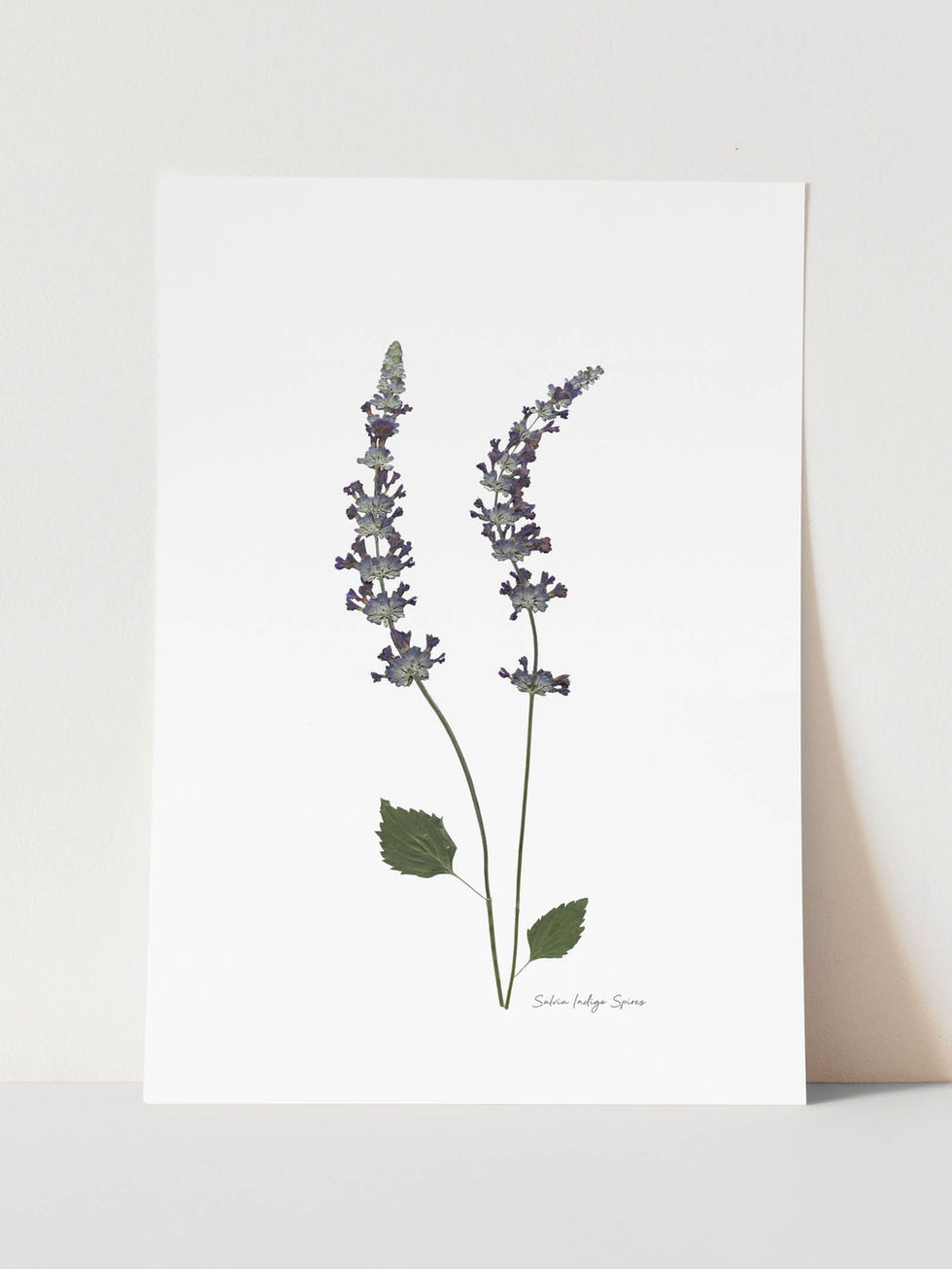 הדפס בוטני מפרח מיובש של מרווה אינדיגו, איכות Fine Art לעיצוב הבית על רקע לבן נקי