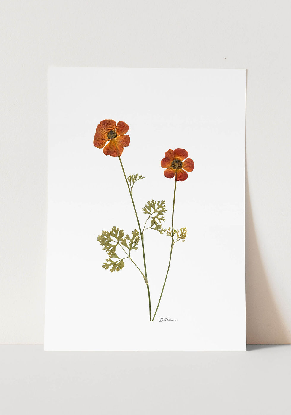 הדפס בוטני מפרח מיובש של נורית, איכות Fine Art לעיצוב הבית על רקע לבן נקי