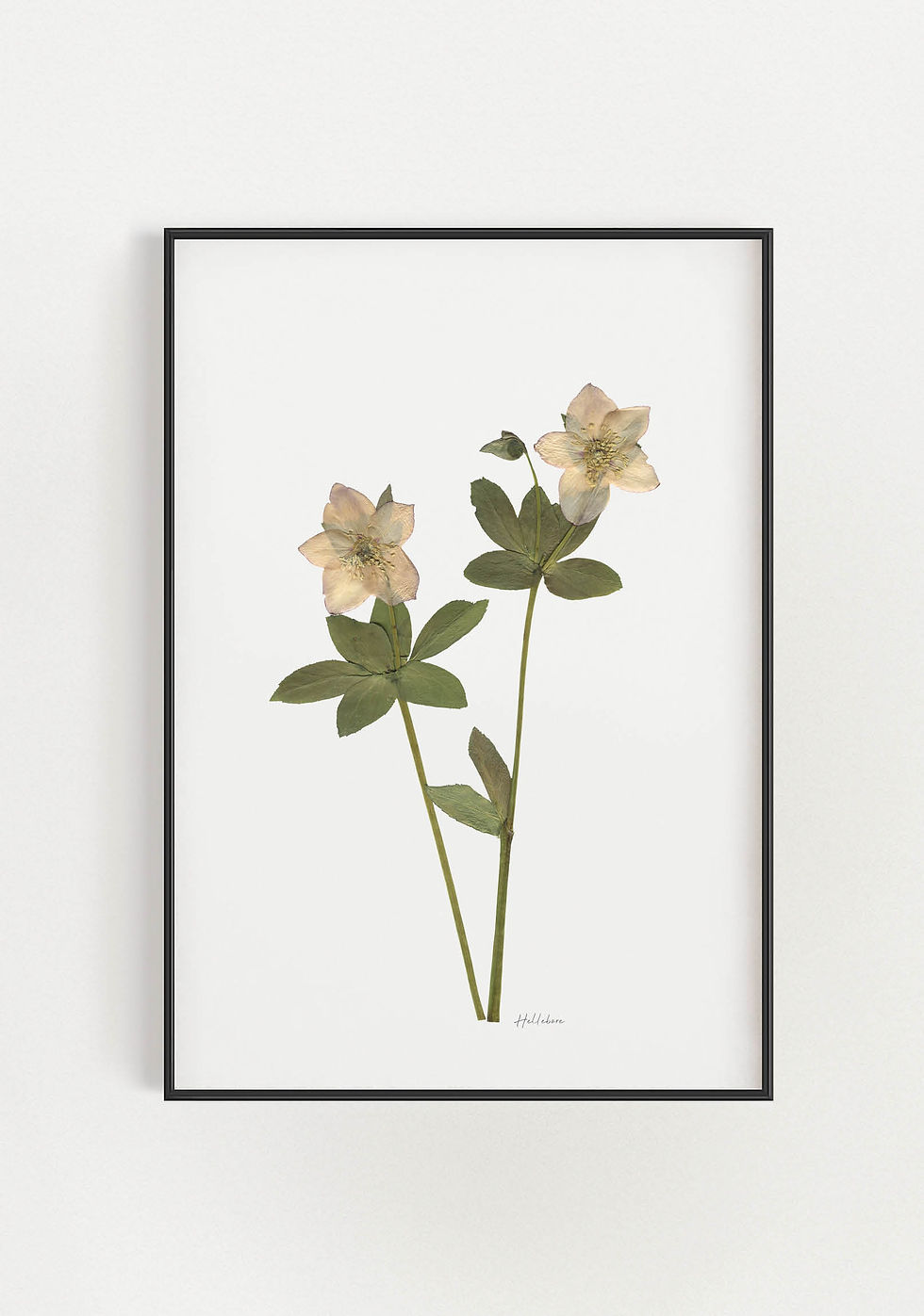 תמונת קיר מעוצבת, הדפס בוטני מפרח מיובש ממוסגר לעיצוב הסלון או חדר השינה